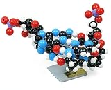 DNA分子模型組立キット・2層 - 分子模型の世界標準 molymod(モリモッド) シリーズ