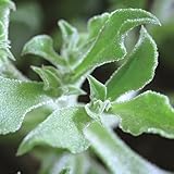 【メール便配送】　国華園　野菜たね　サラダシリーズ　アイスプラント　1袋(0.02ｇ)【※発送が国華園からの場合のみ正規品です】