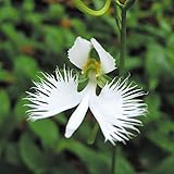 【山野草】サギソウ青葉(5球）