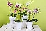 ラミネート36 x 24ポスター: Orchids胡蝶蘭フラワーバタフライOrchid Blossom Bloom Plant Bloom花の女王の胡蝶蘭Orchid Potted花Flower Po