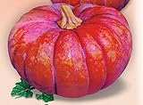 種子巨大カボチャKavbuz有機栽培家宝野菜