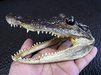 Amazon Co Jp 子ワニ 頭部 剥製 ホビー 通販