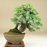 いよじ園 杜松/トショウ 小品盆栽 （松柏盆栽）