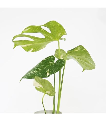 Amazon｜斑入りモンステラ ホワイトタイガーフルムーン極美大株56cm