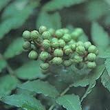 山椒（サンショウ）：朝倉（アサクラ）4～5号ポット*[トゲが少なく大きい果実]