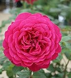 バラ苗 ゲーテローズ 国産新苗植え替え6号スリット鉢 ハイブリッドティー(HT) 四季咲き大輪　赤系