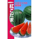 スイカ 種 【 紅こだま 】 種子 小袋（約8粒）