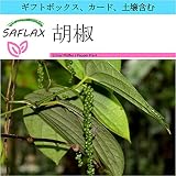 SAFLAX - ギフトセット - 胡椒 - 20 個の種。- ギフトボックス、カード、ラベル、鉢植え用土壌を含みます。 - Piper nigrum