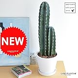 LAND PLANTS 【観葉植物】 柱サボテン （白色シンプルデザイン陶器鉢）