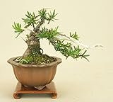 いよじ園 一位 / イチイ (キャラ)小品盆栽 【松柏盆栽】