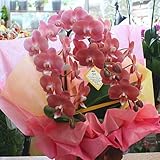 胡蝶蘭 鉢植え ミディ ３本立て（生花）珍しい色の花 誕生日プレゼント お祝い 花 ギフト 蘭（ラン）の花