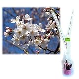 【ノーブランド品】桜の苗木ギフト：染井吉野（ソメイヨシノ）・「ありがとうございました」カード付[記念樹]