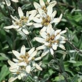 千島ウスユキソウ