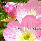 Sale50pcs / Bag 6 Kinds Rare Flower Zebra Evening Primrose Seeds Rare Seed Garden Big Flower Watch B