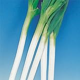 国華園　野菜たね　ネギ　松本一本太葱　1袋(8ml入)【※発送が国華園からの場合のみ正規品です】