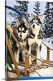 ジェフ・シュルツプレミアムシックラップキャンバス壁アート印刷題名2つSiberian Husky Puppies Sitting in Dog Sled in Snow Alaska 32" x 48