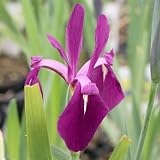(ビオトープ/水辺植物) カキツバタ 袖の香(ソデノカオリ)(1ポット分) 本州・四国限定[生体]