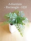 アジアンタム/Rectangle-長方形- H20　【造花】【CT触媒】