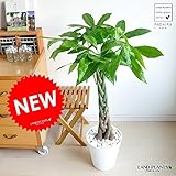 LAND PLANTS パキラ 5本編込み仕立て 白セラアート鉢