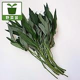 エンサイ（空芯菜）・多粒まき苗3号ポット 4株セット ノーブランド品