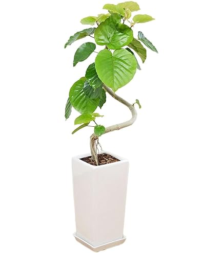 フィカス　ウンベラータ　曲がり仕立て　陶器鉢　植え込み発送 都内近郊限定配送】【190cm】フィカス ウンベラータ 曲げ木