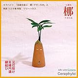 「ナギの木」　陶房「うさぎ庵」製オリジナル　一輪挿し風陶器鉢『ツリーハウス』　【土なし　清潔　水やり簡単　セラハイト】　　「NHK大河ドラマ　女城主　直虎」で「愛しいものの無事を祈る木」「災いを避ける