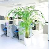 観葉植物　アレカヤシ　10号※白丸鉢カバー付　＜新築祝い　引越し祝い　入居祝いに＞