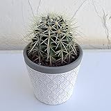 サボテンの王様：金シャチ4号陶器鉢植え[キンシャチ・金鯱]