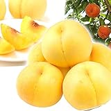 国華園 山形産 山形のうんまい桃【黄金桃】2kg1箱 化粧箱入り 5〜11玉 品種おまかせ ご家庭用 国華園 山形産 山形のうんまい桃【黄金桃】2kg1箱 化粧箱入り 5〜11玉 品種おまかせ ご家庭用