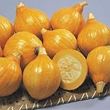 【メール便配送】　国華園　野菜たね　サラダシリーズ　F1コリンキー　1袋(5ml)【※発送が国華園からの場合のみ正規品です】