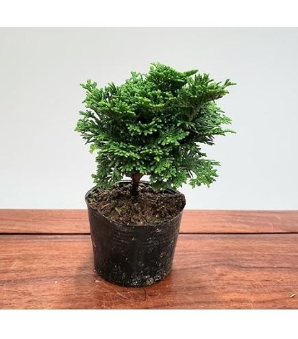 遊恵盆栽 苗 連山ヒノキ 連山桧 DIY・工具・ガーデン