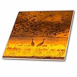 Danita Delimont – 鳥 – アメリカ、ニューメキシコ、Sandhill Cranes、Snow Geese Birds – us32 bjy0010 – ジェインズ・ギャラリー – タ