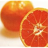 ウンシュウミカン（小原紅早生） 樹高0.3m前後 9cmポット 【 単 品 】 みかん ミカン 温州みかん 接木苗 お手軽にベランダでも 苗 植木 苗木 庭 果樹苗