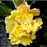 5 SEEDSはレア「5重の黄色い「アデニウムObesum種子を（100％本物）-Fresh