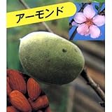 果樹苗 アーモンド 1年生苗