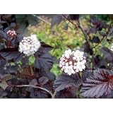 テマリシモツケ(手鞠下野)・ディアボロ 手毬状 アクセントプランツ 植木 花木 苗木 落葉低木