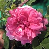 イザヨイバラ（十六夜バラ）5号ポット[月がかけたような円形の花 100枚を超える花弁が魅力] ノーブランド品