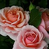 バラ苗 エリザベススチュワート 国産大苗オリジナル角鉢7号 四季咲き中輪 半つる性 オレンジ系 ギヨーローズ（フレンチローズ）