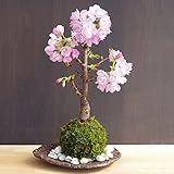桜・・・そう聞くだけで心和む景色を貴方のもとへ【桜（旭山桜）の苔玉・くらま器・敷石セット】 (敷石の色（白色）)