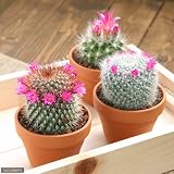 (観葉)花付きサボテン(品種おまかせ) 3号素焼鉢(お買い得3鉢セット) 品種名のラベル付き(説明書付) [生体]