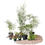 オンリーワン　目的で選ぶ　植栽セット　シェード　ハイノキ　日陰用　YE6-SET05
