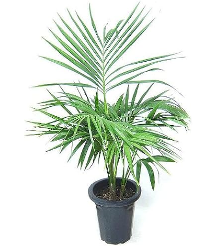 Amazon.co.jp: ケンチャヤシ 7号 メキシコ 観葉植物 : DIY・工具・ガーデン