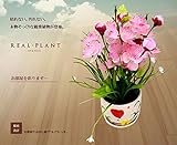 Stardust 【 リアル 】 会社 部屋 造花 緑 人工 プラント 小 型 ( タイプ B ) SD-SAKURA-B