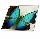 フローレンNature N動物 – フロリダバタフライ – タイル 4-Inch-Ceramic ct_13935_1
