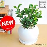 LAND PLANTS ペペロミア・フォレット 白色丸型陶器