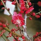 花梅の苗木　紅千鳥