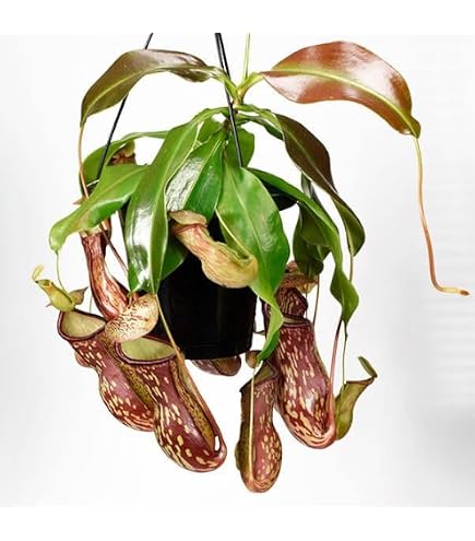 Amazon.co.jp: 観葉植物 ネペンテス ウツボカズラ 7年物 狂気令嬢