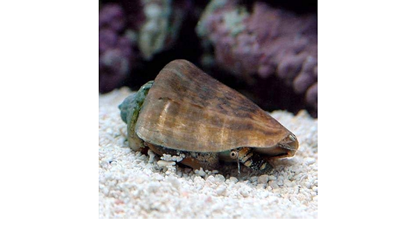 Amazon 海水魚 貝 マガキ貝 ｓｓサイズ ３匹 北海道 九州航空便要保温 Charm チャーム 観賞魚 水中生物 通販