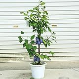 果樹苗：プルーン“スタンレー”*