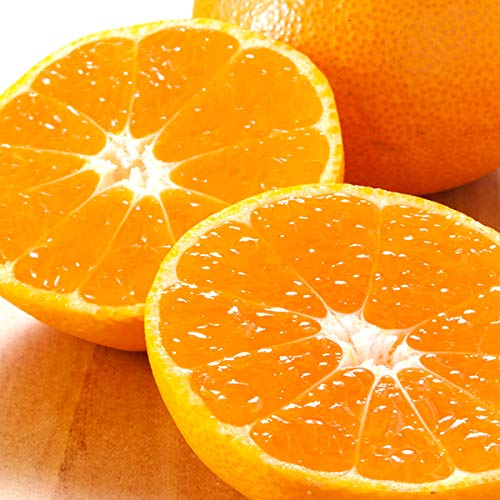 【65%OFF】【2,980円】 北のデリシャス 愛媛県産 家庭用 みかん 紅まどんな 3kg (秀品/7～15玉入り/常温品) 【送料無料】